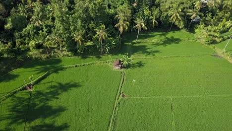 beautiful green view in bali