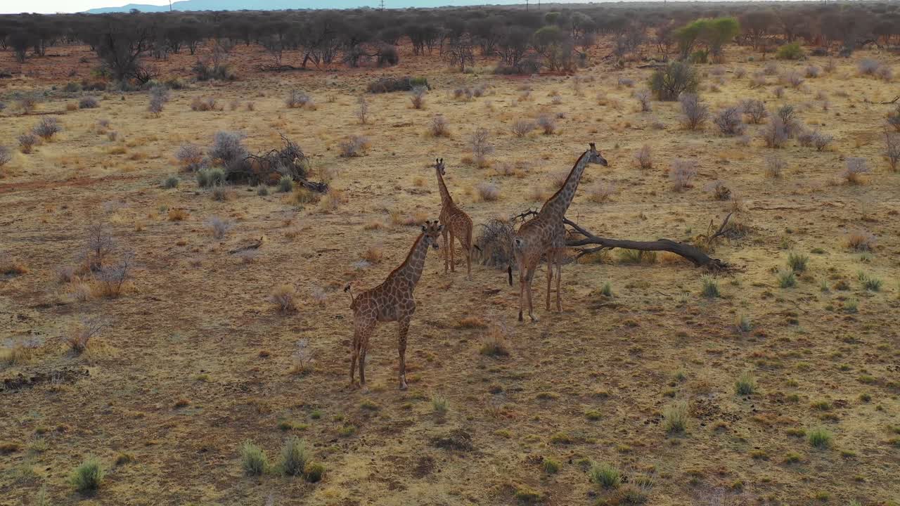 erindi 공원 나미비아에서 사파리에 사바나에 서 있는 기린에 공중