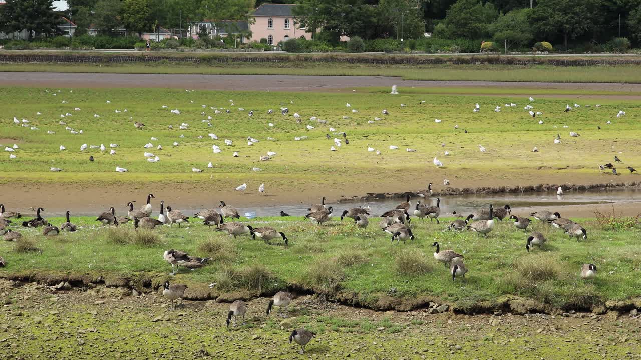 콘월 자연 보호 구역의 풀에서 음식을 줍는 수많은 거위, 헤일