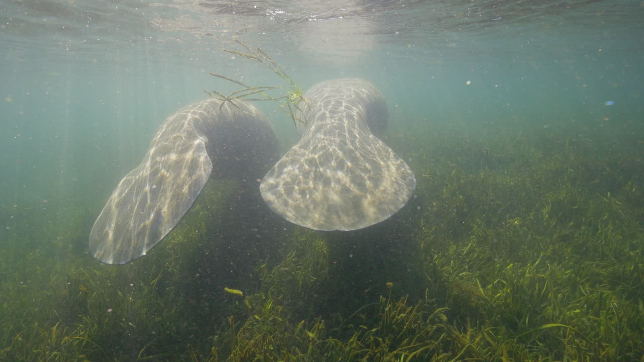 dos colas de manatí bajo el agua entre las algas verdes