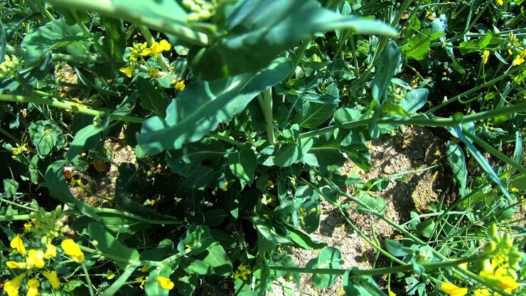 View of rapeseed plants on field, close up