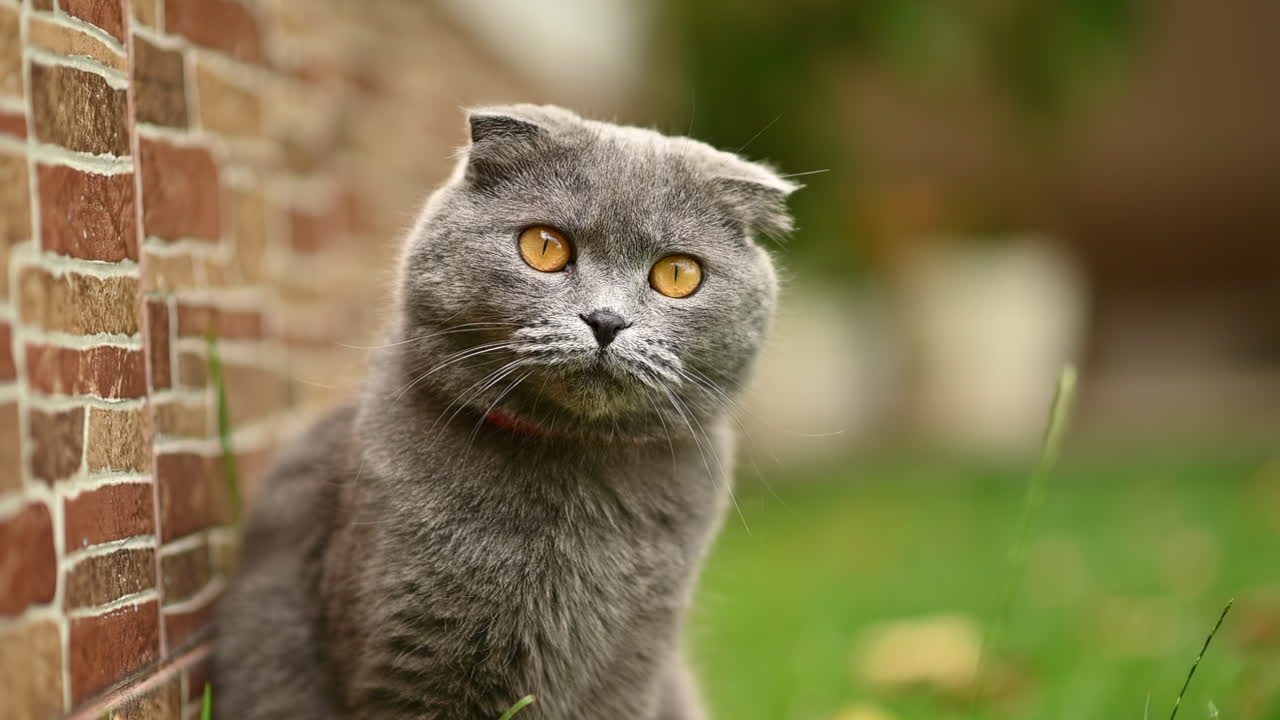 Adorable gray cat with orange eyes relaxing on the grass and staring calmly at the camera