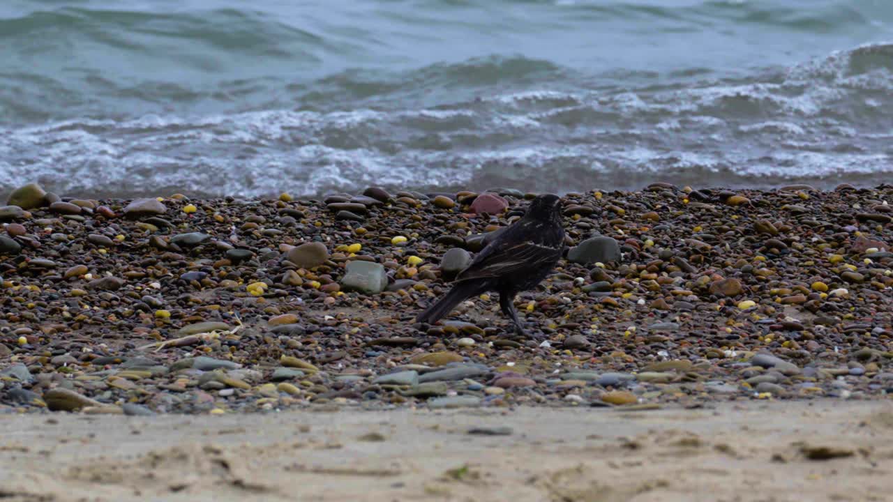 un uccello nero che cammina lungo una spiaggia rocciosa alla ricerca di cibo