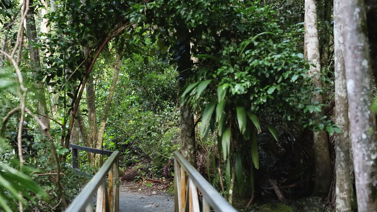 деревянный мост в пышном лесу