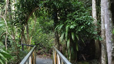 puente de madera en un entorno de bosque exuberante