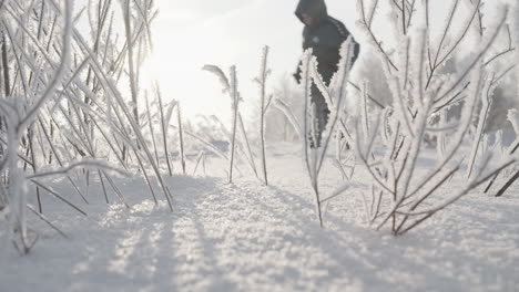 winter scene with frost-covered plants and snow