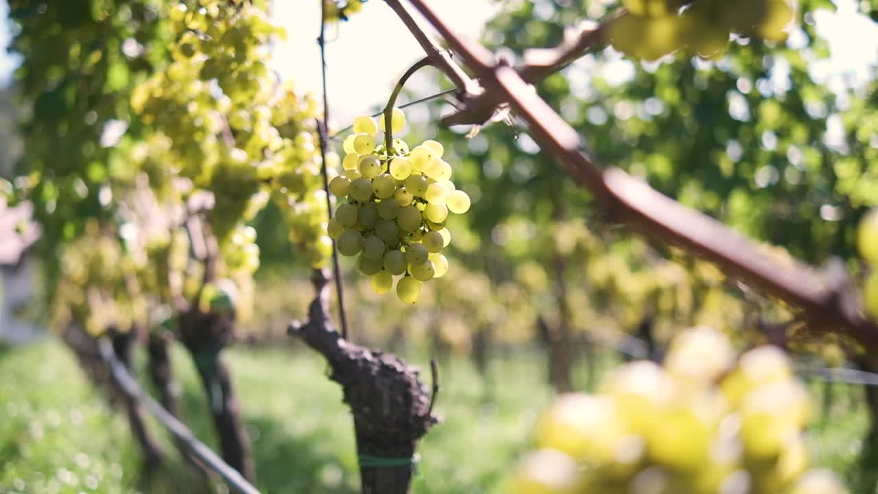 hermosas uvas de vino en la plantación de vino en tirol del sur, italia