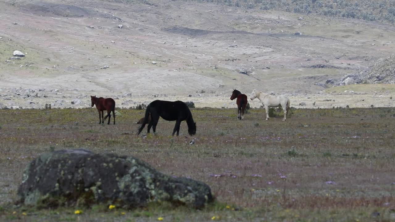 caballos parados en la lejanía de un campo