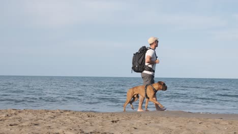 traveling man with his boxer dog walking on the beach. slow motion