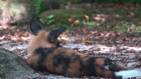 Primer-Plano-Que-Captura-La-Espalda-De-Una-Especie-En-Peligro-De-Extinción,-Perro-Pintado-Africano,-Lycaon-Pictus,-Canino-Salvaje-Descansando-Y-Holgazaneando-En-El-Suelo-Durante-El-Día