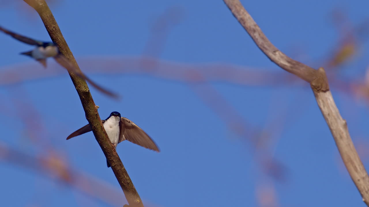 Purple martins flash and glide through the air in slow motion mating routines.