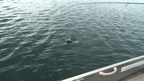 fish being caught and pulled out of the water - catching fish in the river - high angle