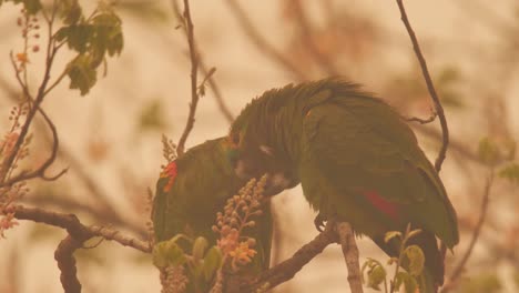 loros amándose durante el incendio forestal 2020 en brasil