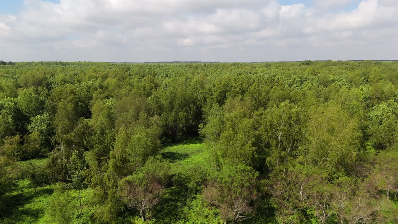 Wetland vegetation forest landscape with rich vegetation seen from elevated viewpoint.