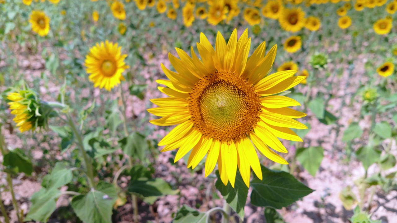 Lys gul solsikke i skarpt fokus på en solrik åker, med mange uskarpe blomster i bakgrunnen. Naturlig sommerscene med friske kronblader, grønne blader og en varm landlig følelse