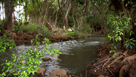 Aufnahmen-Des-üppigen-Baches,-Des-Waikomo-Streams,-Der-Sanft-In-Zeitlupe-Fließt