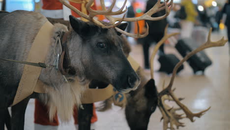 santa claus with reindeer at the airport