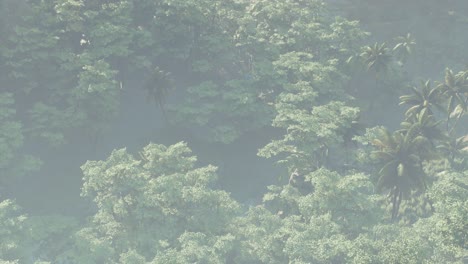 fog covered jungle rainforest landscape