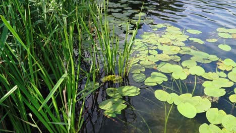 water lily leaves and reeds on a clear lake