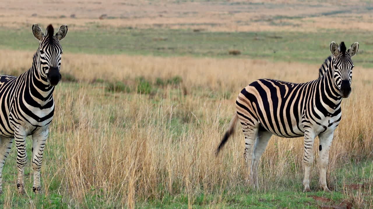 경각심의 흑백 평야 제브라, 웨일드 (남아프리카) 에서 새벽에