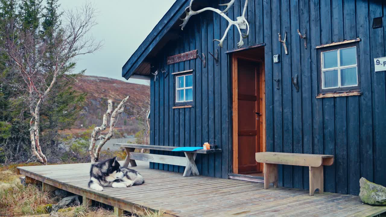 An Alaskan Malamute Rests in Front of a Rustic Cabin in Reinsjøen, Åfjord, Trøndelag, Norway - Static Shot