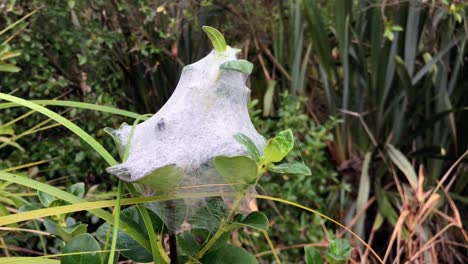 hongo de punto de dólar que crece alrededor de la parte superior de una planta temprano en la mañana entre follaje denso