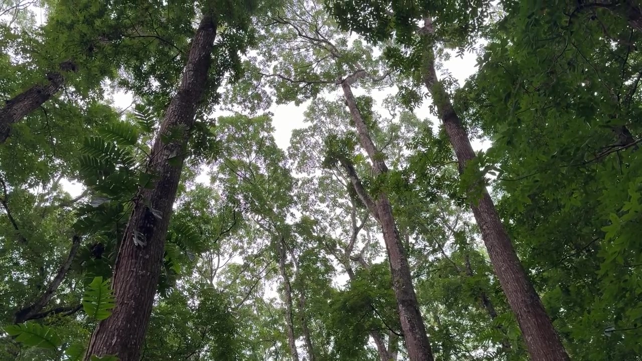 Guardando in alto alberi verdi e alti in una fitta chioma della foresta