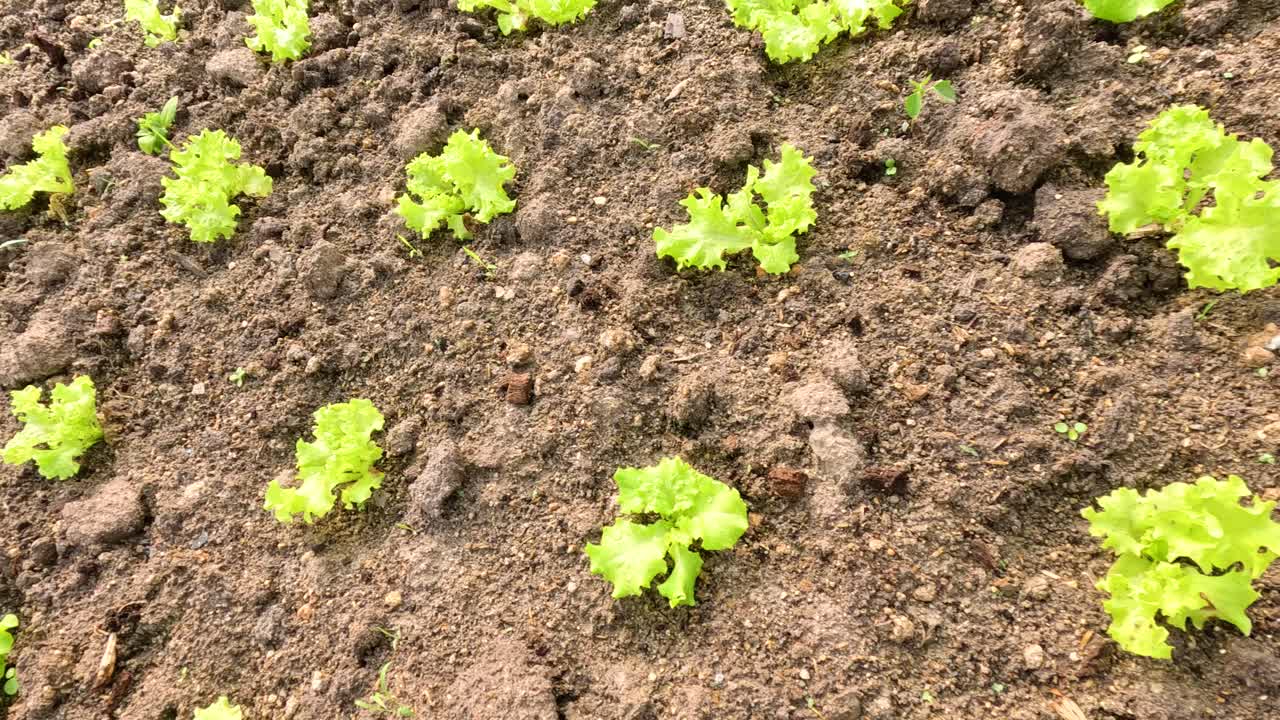 Young lettuce plants growing in neat rows