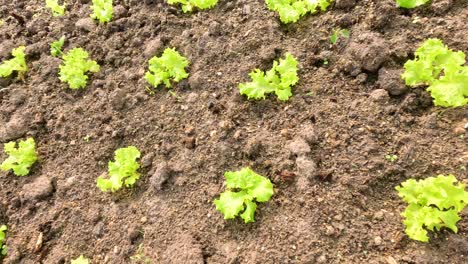 plantas jóvenes de lechuga que crecen en filas ordenadas