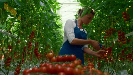 mujer trabajadora de invernadero recogiendo ramas de tomates orgánicos en la casa de la plantación