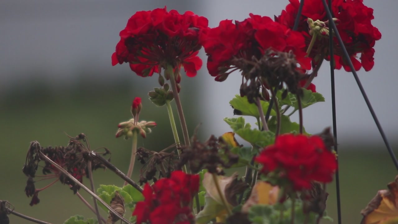 Flowers waving in the wind