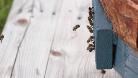 close-up of bees entering a beehive