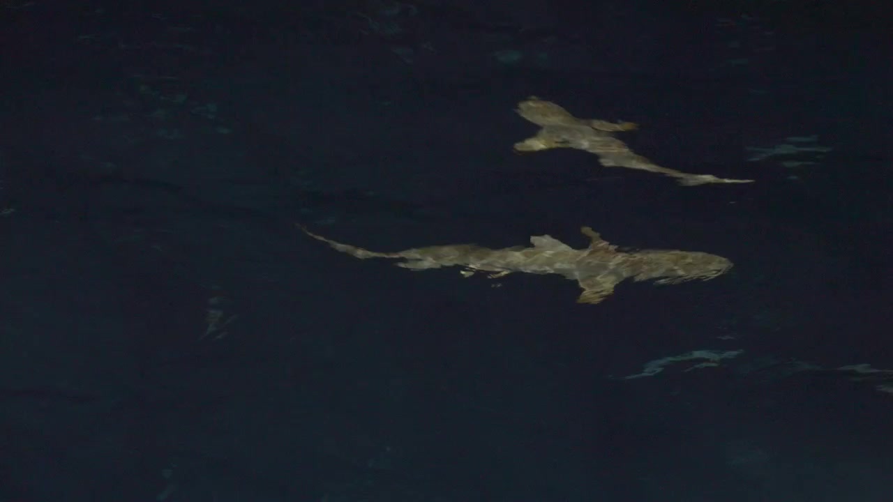 A high-angle view shows one shark gliding beneath a dark, rippling surface before a second shark enters the frame in tropical waters of the Maldives.