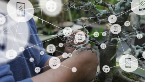 pruning bonsai tree, interconnected digital icons and network animation over hands