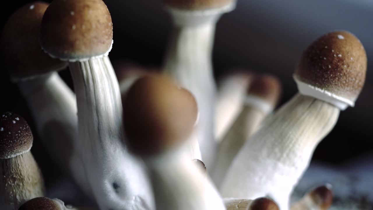 varios primeros planos de 4k de un lote creciente de hongos psilocybe