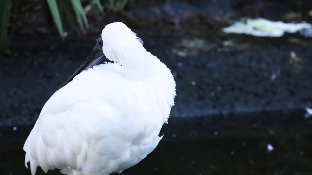 멜버른 동물원 의 물 근처 에 있는 스빌 털 을 정리 하는 것