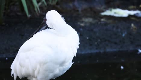 plumas de cucharón cerca del agua en el zoológico de melbourne