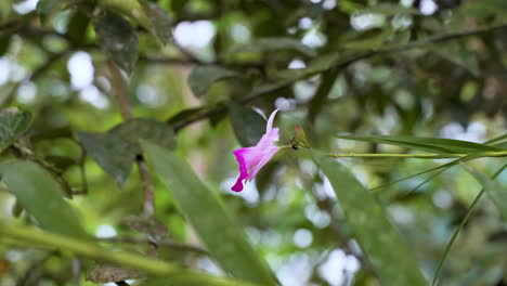 pink blooming petal of orchid flower in green jungle of ecuador during sunny day - 4k portrait shot