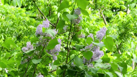 lilac flowers in the thickets of greenery 4k