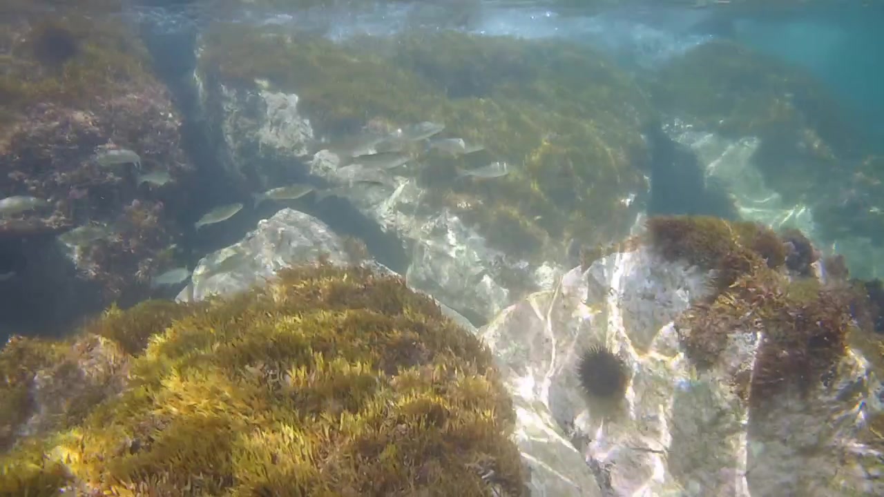 Vista Subaquática do Fundo do Mar Rochoso do Mediterrâneo, com Pequenos Peixes Nadando Entre Pedras Cobertas de Algas em Água Turquesa Clara