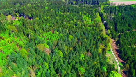 aerial view of dense forest with diverse tree canopy and pathway