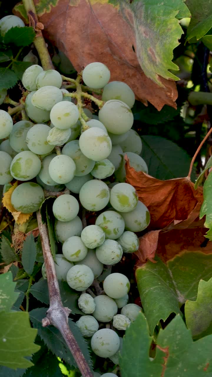 A stunning display of ripe green grapes hangs gracefully from the vine, surrounded by lush leaves