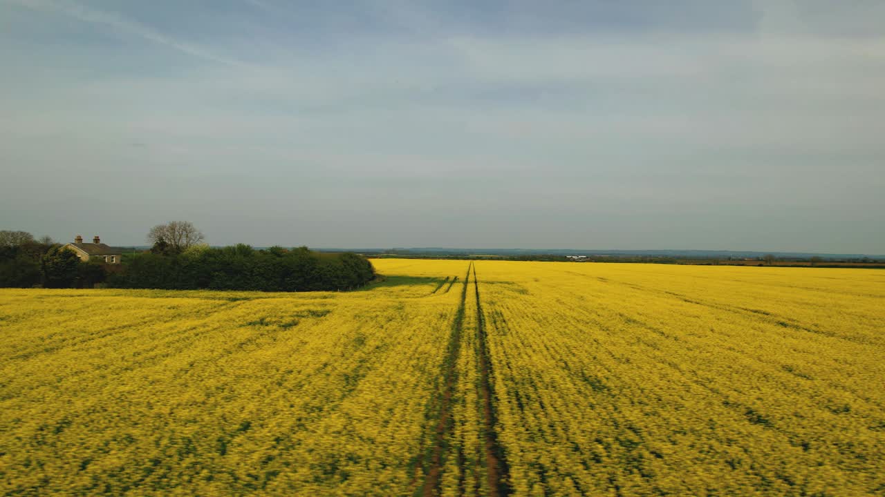 Drone flying over rapeseed yellow fields, Yorkshire in England