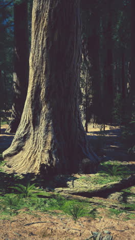 árboles altos en un bosque