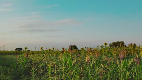 sunflower farm during sunset with lush green leaves on a farm in africa