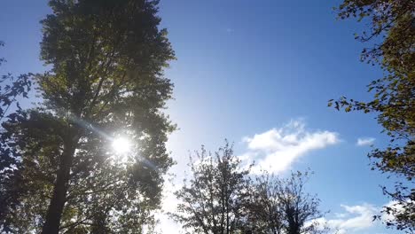 The-sunshine-coming-through-the-trees-on-a-windy-day