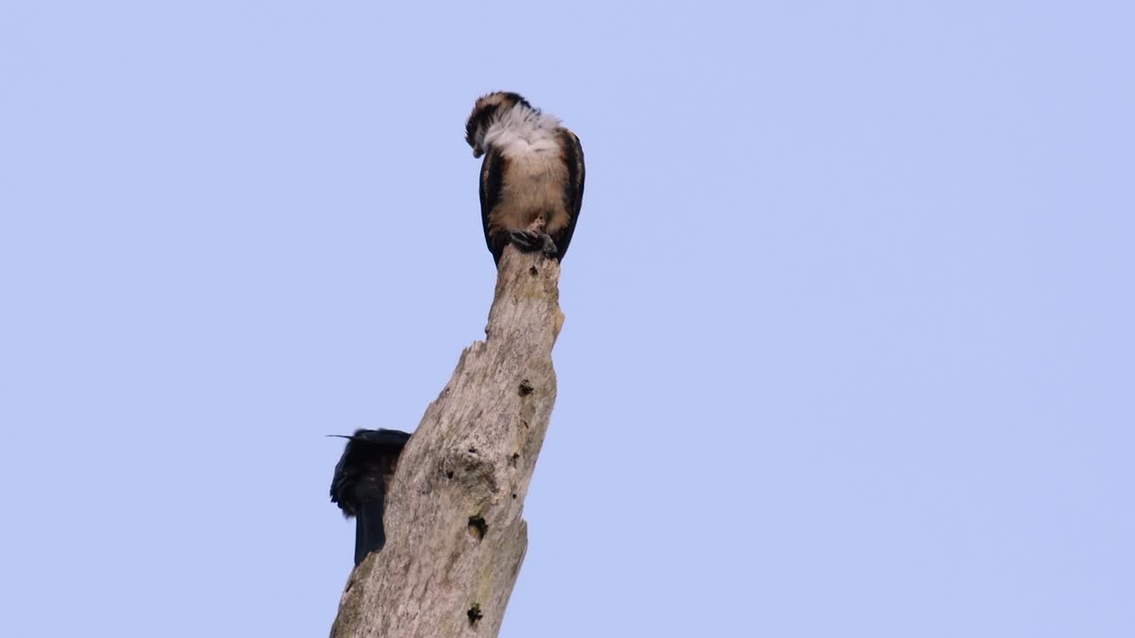 el falconet de muslo negro es una de las aves rapaces más pequeñas que se encuentran en los bosques de algunos países de asia