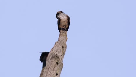 the black-thighed falconet is one of the smallest birds of prey found in the forests in some countries in asia