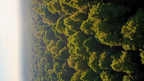 vista aérea de un denso bosque