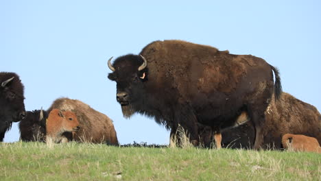 adorable young bison calves standing with their mothers, static shot